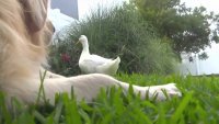 Mejores Amigos: Perro & Pato